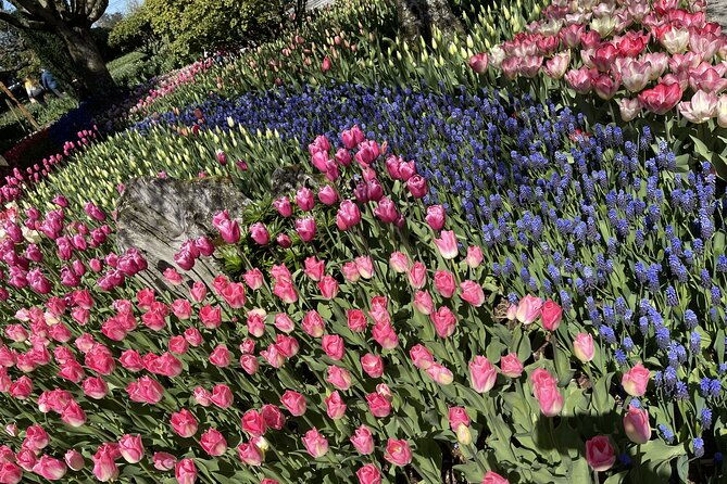 Tulip Festival in Skagit Valley Tour from Seattle - What You Can Expect: A Detailed Breakdown
