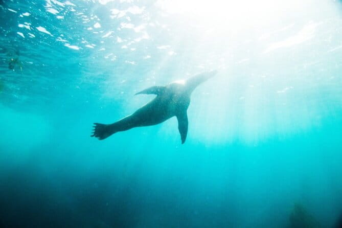 Two Hour Kayak and Snorkel Tour for Two in La Jolla - The Itinerary: What to Expect