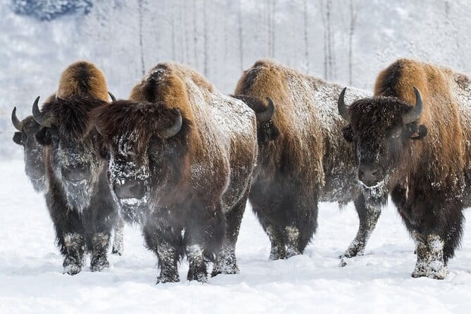 Ultimate Anchorage Winter Wildlife & Sunset Tour - Exploring the Itinerary in Detail