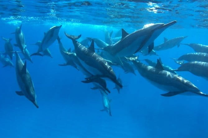 Ultimate Ocean Encounters Midday Snorkel - An In-Depth Look at the Experience