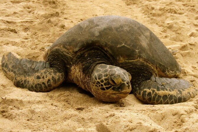 Unforgettable Day on Oahu | Small Group Circle Island Tour - What Travelers Say
