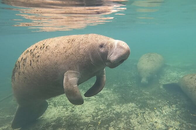 VIP Private Boat Manatee Snorkel Tour with In-Water Guide and Photograper - Who Should Consider This Tour?