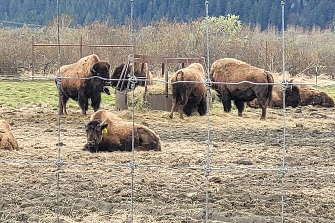 VIP Tour from Anchorage to Alaska Wildlife Conservation Center - The Itinerary in Detail