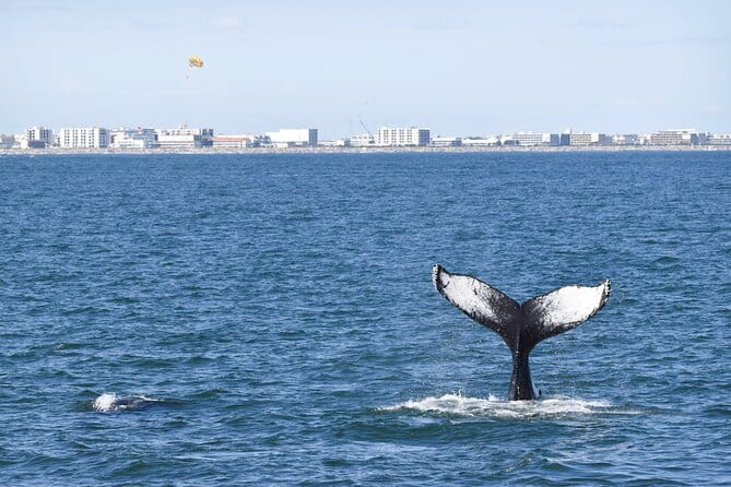 Whale Dolphin and Bird Watching Ecotour Cruise - Meet the Marine Life & Learn from the Experts