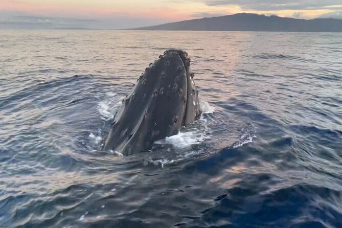 Whale Watch and Scenic Tour from Kayak - Why This Tour Stands Out