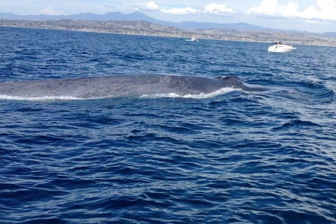 Whale Watching and Fishing Combination Excursions - What to Expect at the Meeting Point and During the Tour