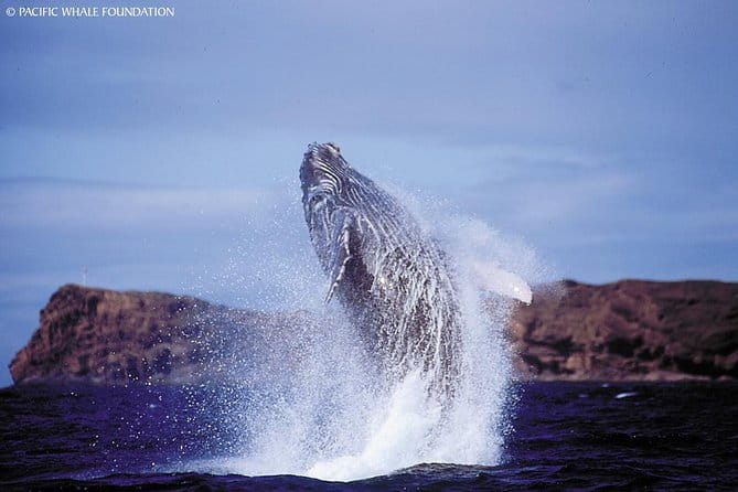 Whalewatch Deluxe Tour from Ma'alaea Harbor - The Itinerary: What to Expect on the Water
