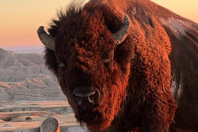 Wildlife Biologist’s Field Expedition: The Badlands Uncovered - Transportation and Comfort