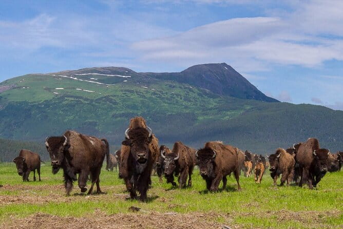 Wildlife Center with Lunch & Local Beer Sampling - Winter&Summer - The Experience in Practice