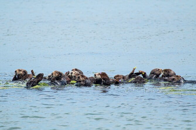 Wildlife Safari Boat Tour in Scenic Monterey Bay Wetland - Who Should Consider This Tour?