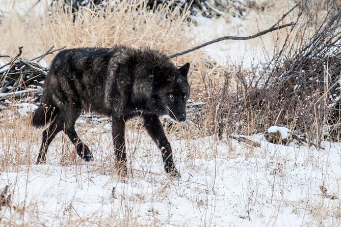 Wildlife & Wolf Private Tour with Lunch - The Sum Up: Is It Worth It?