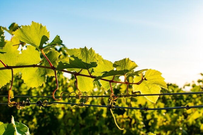 Willamette Wine Tour from Newberg (Tasting Fees Included) - What to Expect: Logistics and Value