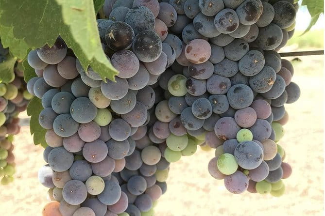 Wine Tour Pros - Napa Valley Wine Tour and Transportation - Who Should Consider This Tour?