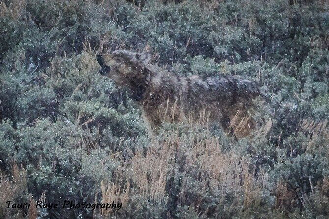 Yellowstone Full-Day Upper Loop with Wildlife Adventure w/Lunch - The Itinerary: What to Expect from Morning to Evening