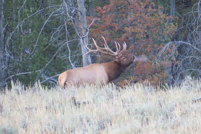 Yellowstone National Park - PRIVATE Full-Day Lower Loop Tour from Jackson Hole - Who Would Love This Tour?