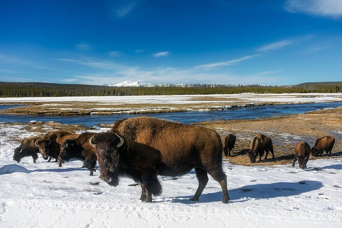 Yellowstone Private Full Day Tour - What’s Included and What’s Not