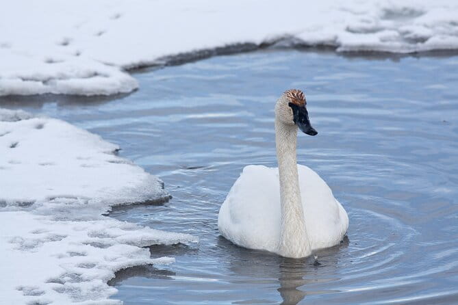 Yellowstone Snowshoe Adventure - Private Tour from Jackson Hole - Who Is This Tour Best Suited For?