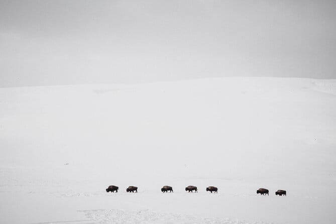 Yellowstone Snowshoe Safari from Bozeman - Private Tour - The Itinerary in Detail