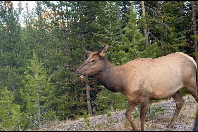 Yellowstone Wildlife and Photo Tours “Upper Loop” Tour From Cody - What to Expect from the Experience