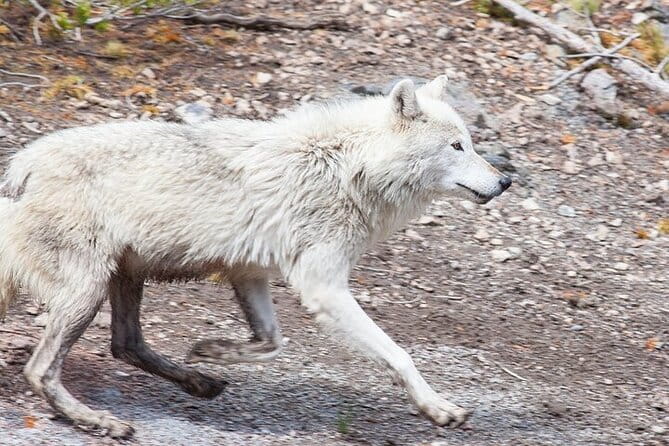 Yellowstone Wildlife Safari in Lamar Valley from Bozeman - Authentic Experience and Value