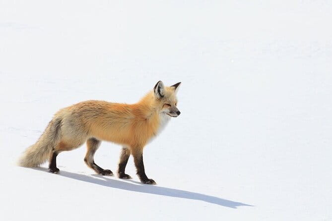 Yellowstone Winter Wildlife Safari from Bozeman - What Makes This Tour Special