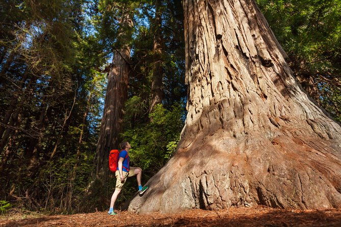 Yosemite National Park & Giant Sequoias 2-Day Semi-Guided Tour - Who Is This Tour Best For?