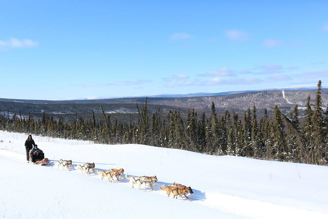 30-minute Dog Sledding Tour in Fairbanks (without transportation) - Experience Overview: What to Expect
