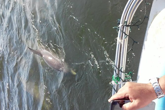 1.5-hour Dolphin Sightseeing Cruise from Tampa - The Sum Up: Why This Dolphin Cruise Is a Solid Choice