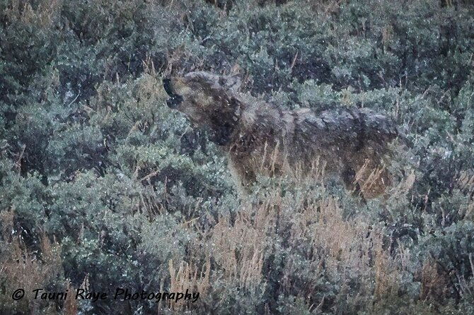 2-Day Private Yellowstone Tour(Lower and Upper Loops w Iconic Sites) w Lunch - The Experience of a Lifetime—or a Very Well-Rounded Visit