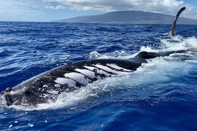 2 Hour Prime Time Maui Whale Watching - The Sum Up: Who Should Consider This Tour?