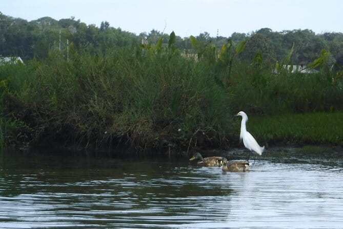 3 Hour See Crystal River Wildlife Safari Boat Cruise - Who Should Consider This Tour?