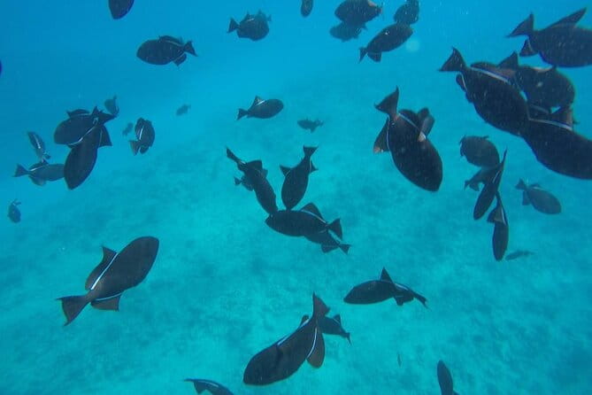 3-Hour Small-Group Maalaea Luxury Snorkel Cruise Tour - Frequently Asked Questions