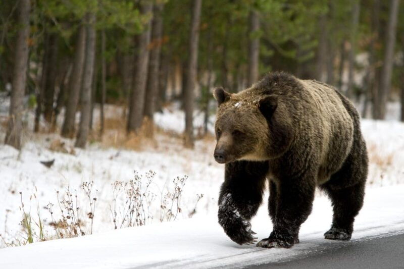 5-Day Winter Yellowstone Wildlife Tour - Analyzing the Price and Value