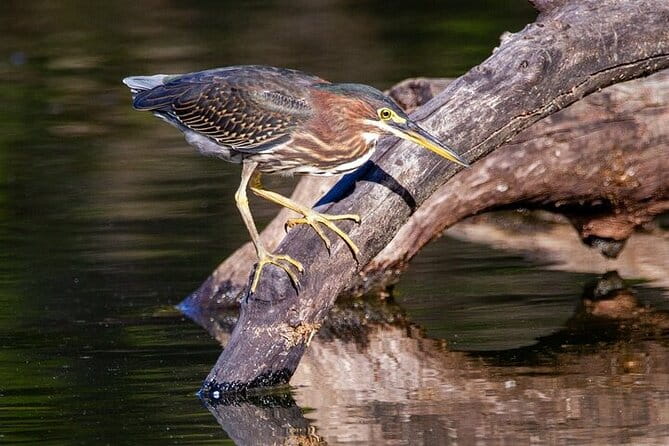 6-Hr Tropical Mangroves, Coastal River and Ocean Wildlife Watch - Authenticity & Customer Feedback