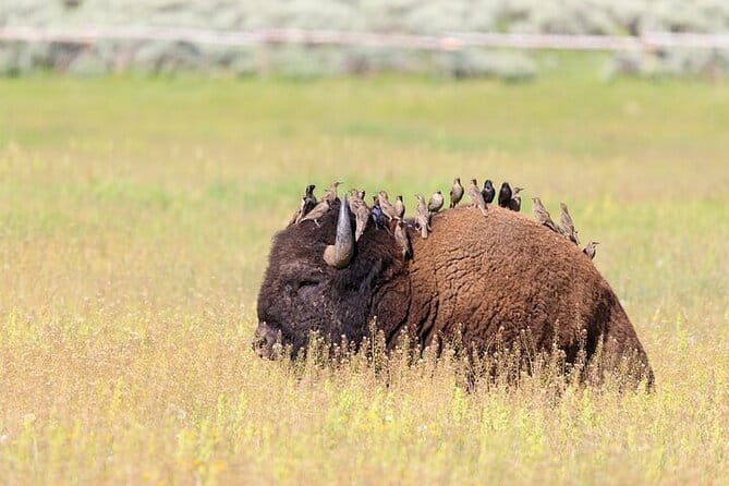 Best Of Yellowstone Full Day Nat'l Park Tour From Gardiner - Final Thoughts