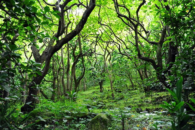Big Island North Island Jungle Adventure - Self-Guided Audio Tour - The Sum Up