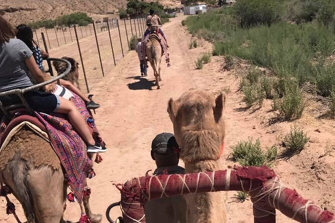 Camel Safari - Camel Ride and Zoo Tour - Practical Details & What to Expect