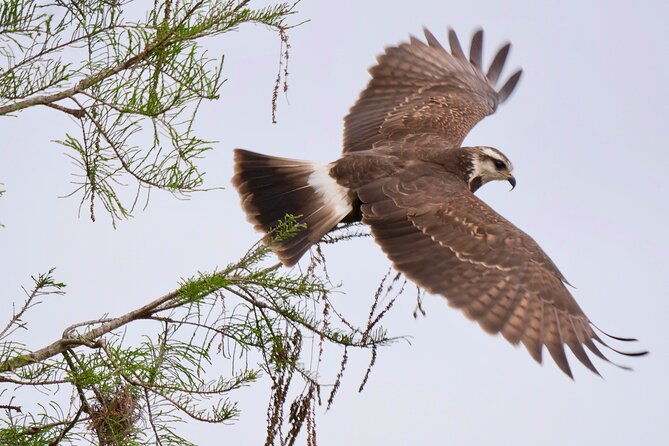 Central Florida Half-Day Private Birding Activity - 2 person max - In The Sum Up