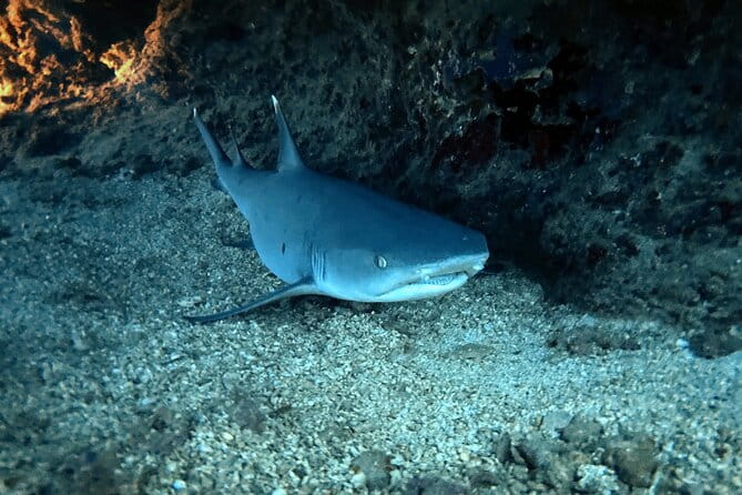 Certified Diver: 2-Tank Night Dive - Authentic Voices: Real Travelers’ Experiences