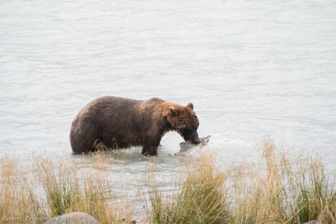 Chilkoot Wilderness and Wildlife Viewing (2.5 hrs in Haines) - The Experience in Practice