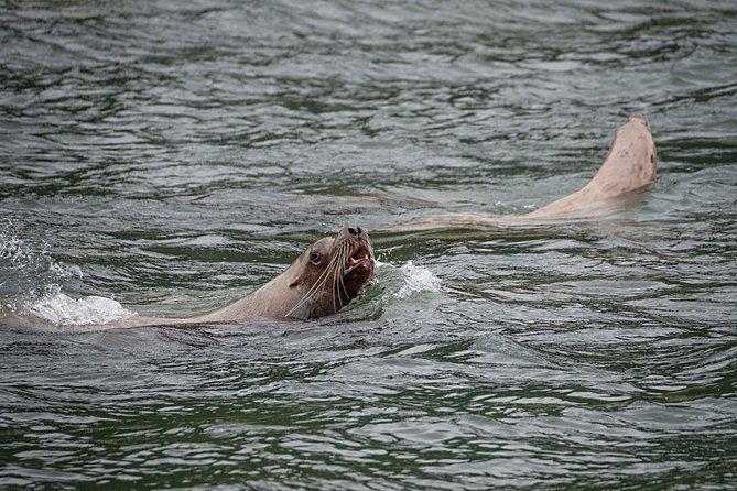 Chilkoot Wilderness and Wildlife Viewing - 6.5 hrs from Skagway - Why This Tour Is a Great Value