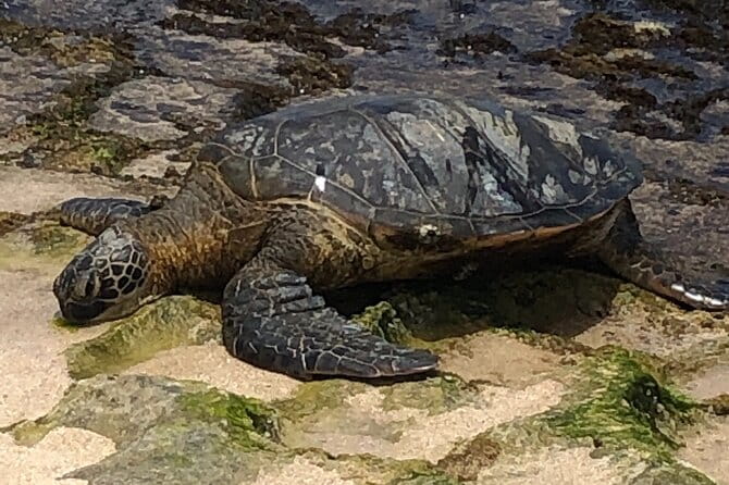 Circle Island tours - swim with turtles,Private & Small Group Tours - FAQ