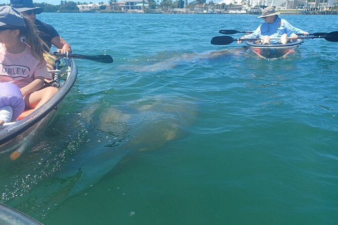 Clear Kayak Glass Bottom Day Tour - Sarasota - The Experience Itself: A Deeper Look