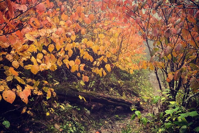 Clingmans Dome Hike - The Sum Up