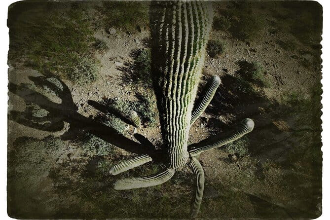 Creative Soul Scavenger Hunt(Sabino Canyon&Catalina Park,Tucson) - Who Should Consider This Tour?