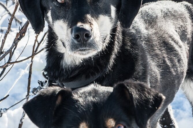 Dog Sledding - Subarctic Wilderness Tour - The Practical Side: Pricing, Group Size, and What You Should Know
