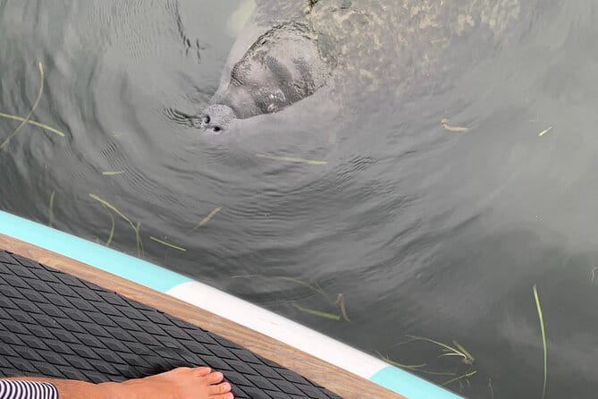 Dolphin and Manatee Adventure tour of Osprey with Florida History - Final Thoughts: Does It Offer Good Value?