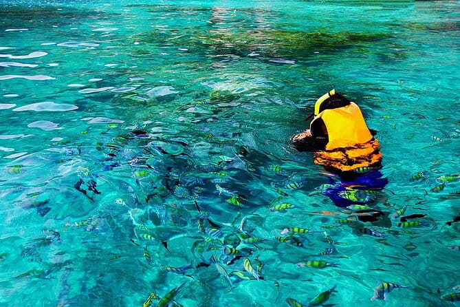 Dolphin, Sea Cave, Captain Cook, Kealakekua Bay Reef Snorkeling - Value and Pricing: Is It Worth It?
