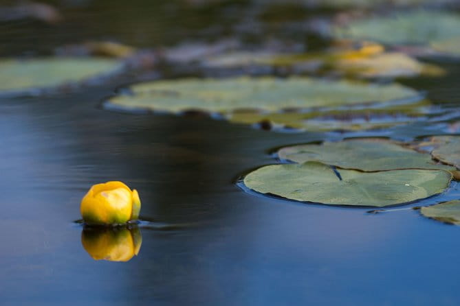 Door County Wetlands Kayak Tour - Who Will Love This Experience?