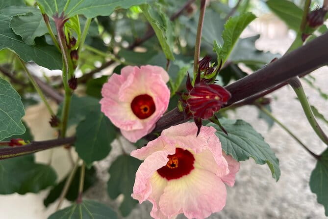Edible Hibiscus Guided Farm Tour (Big Island) - How This Tour Offers Value
